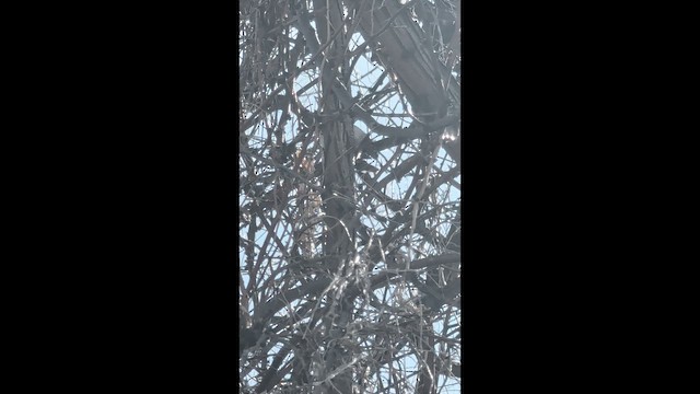 Downy Woodpecker - ML652717798