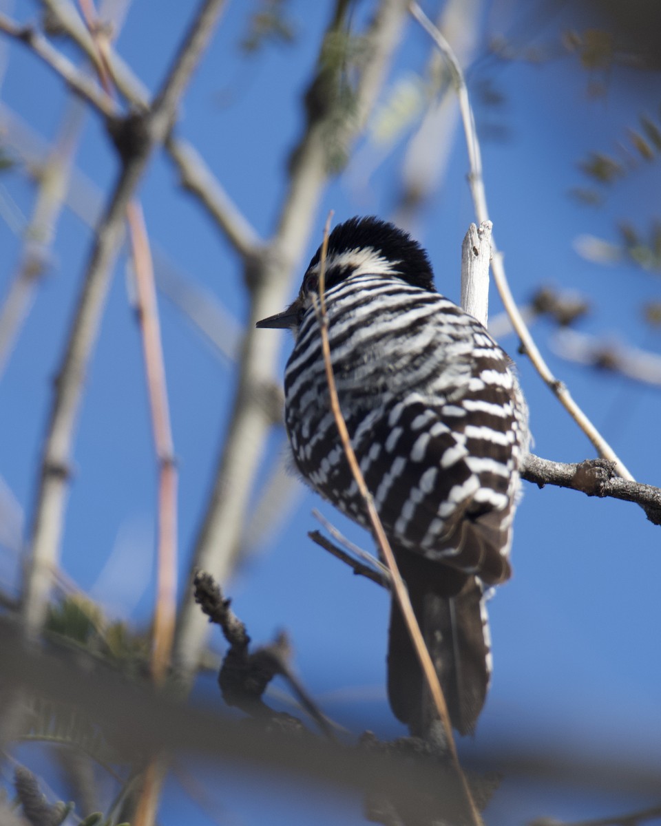 strakapoud proužkohřbetý - ML652718040