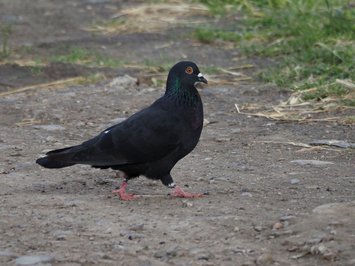 Paloma Bravía (variedad doméstica) - ML652718059