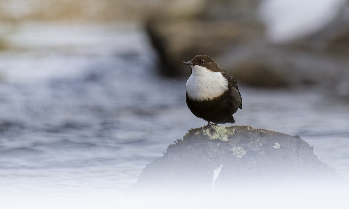 ムナジロカワガラス - ML652718329