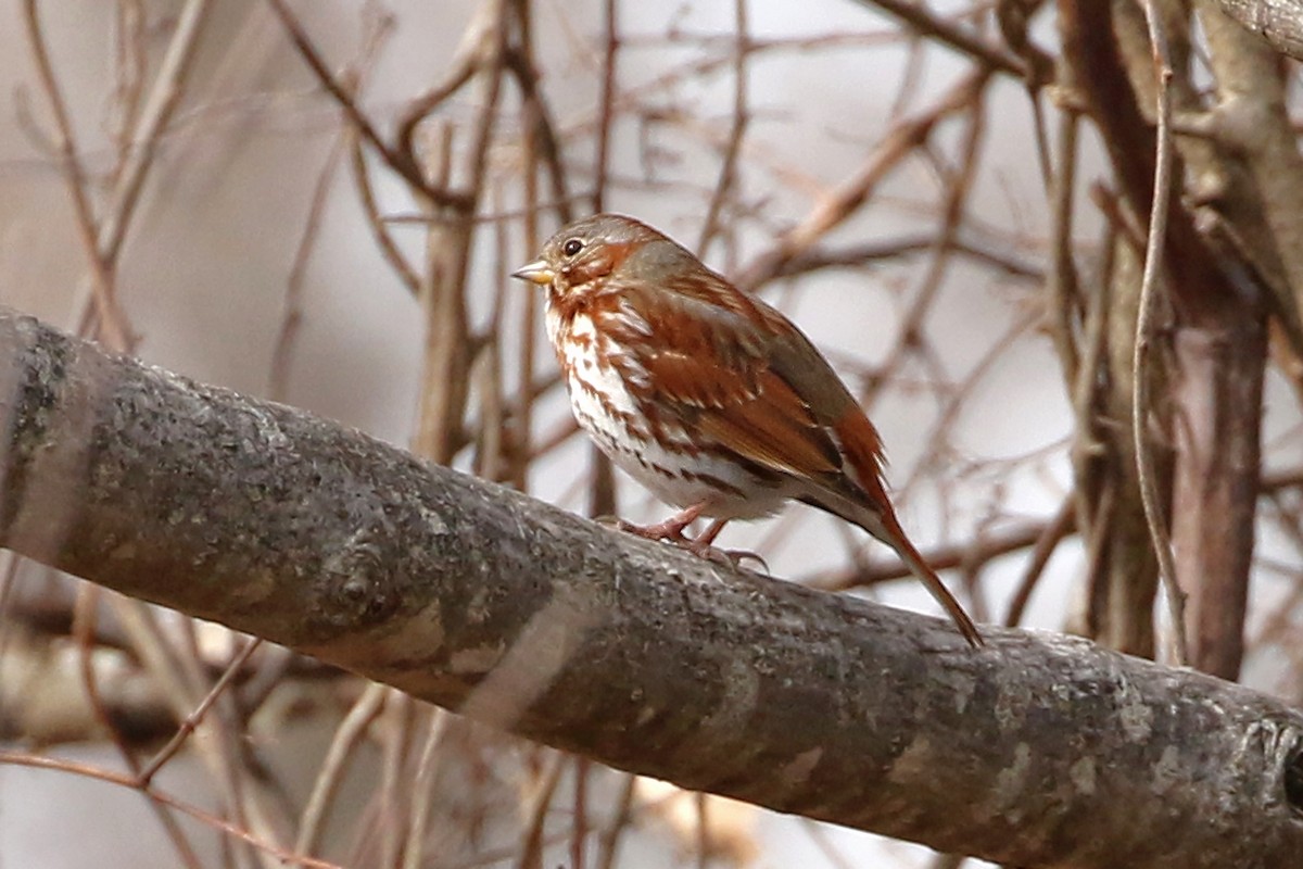 revespurv (iliaca/zaboria) (kanadarevespurv) - ML652718370