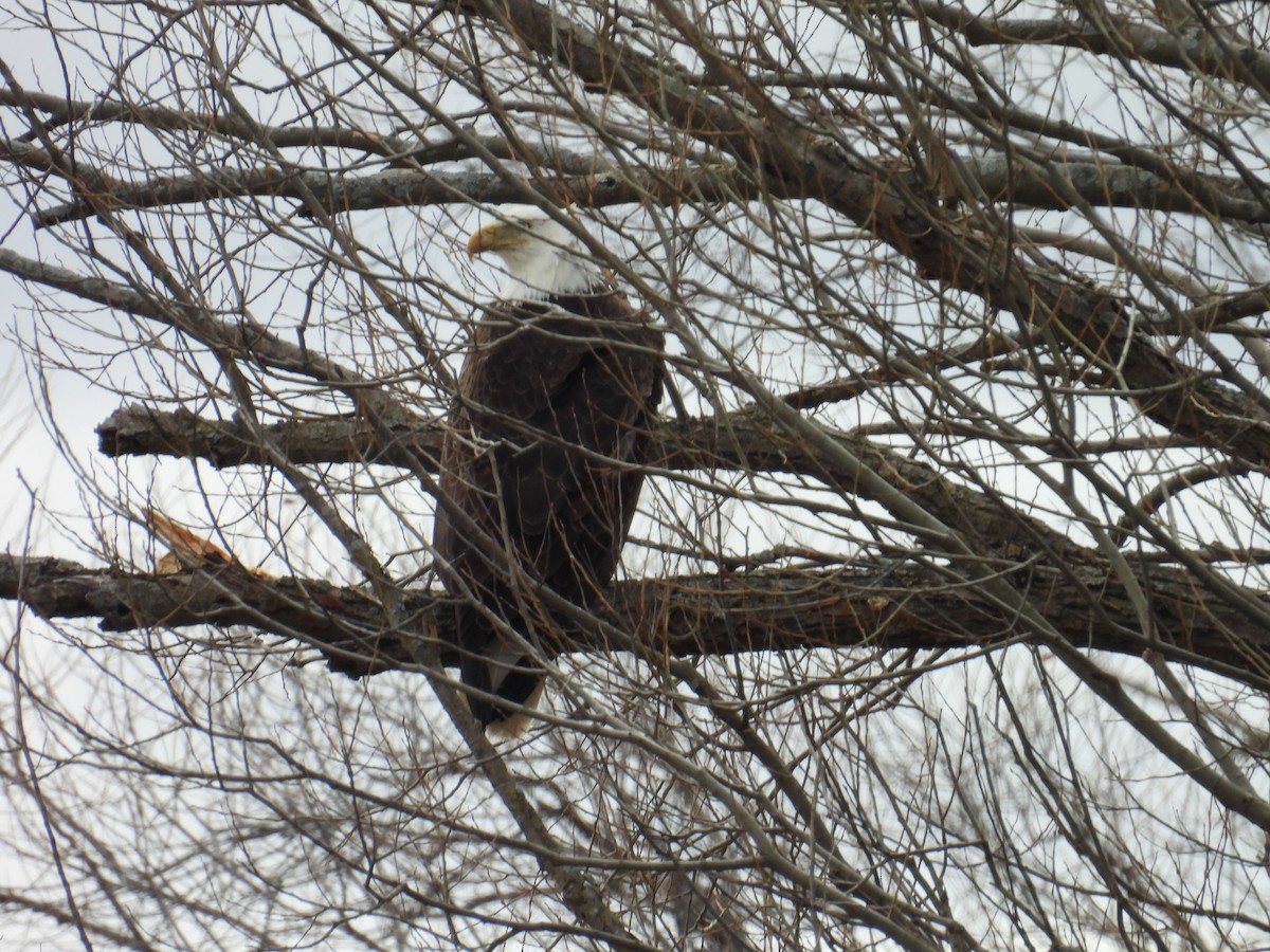 ハクトウワシ - ML652718504