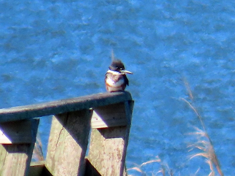 Belted Kingfisher - ML652718529