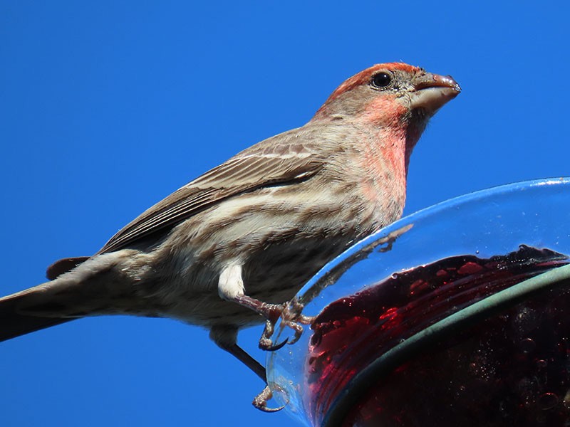 House Finch - ML652718548