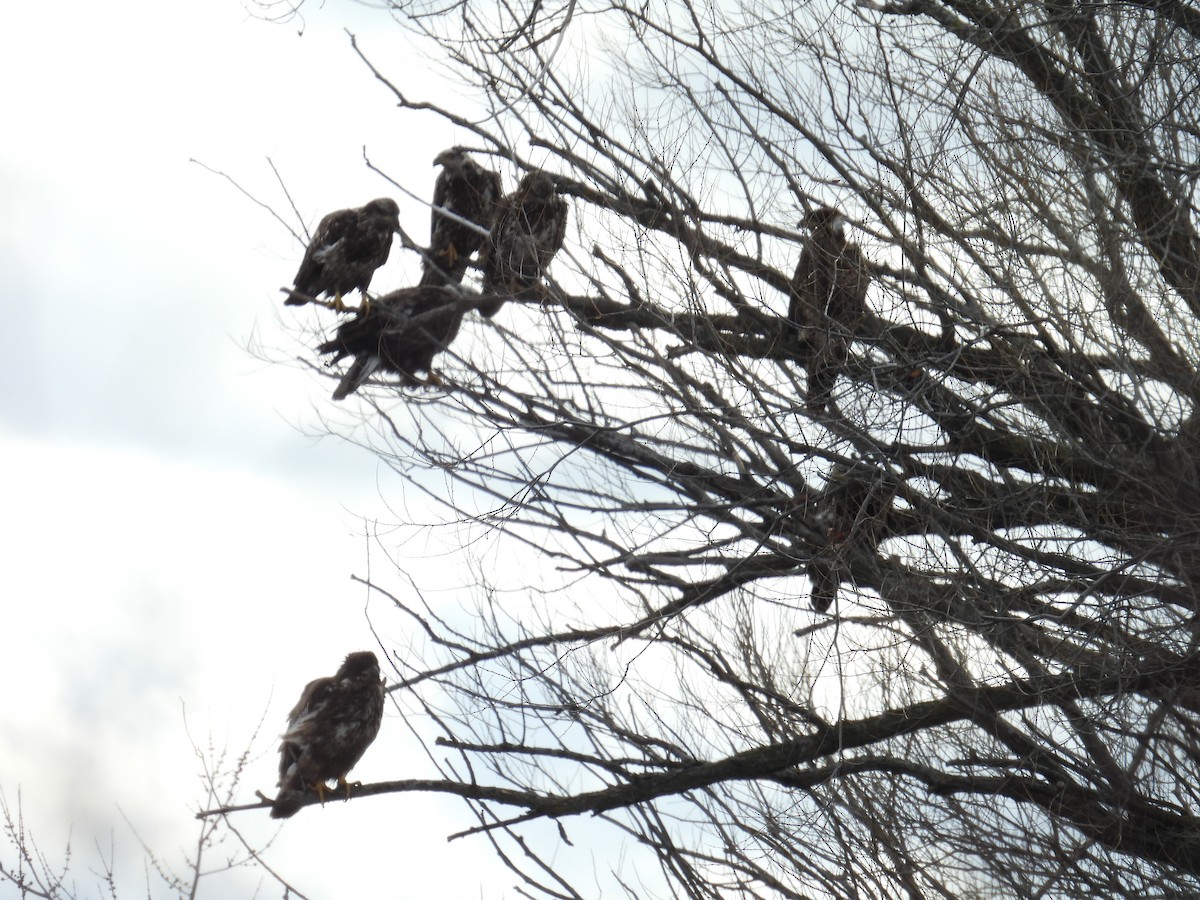 ハクトウワシ - ML652718552