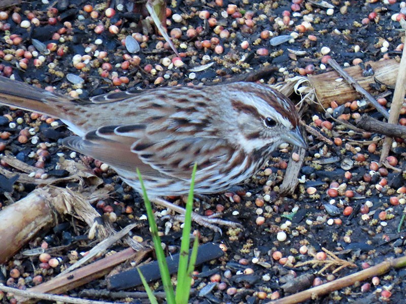 Song Sparrow - ML652718562