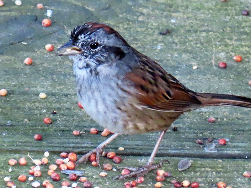 Swamp Sparrow - ML652718582