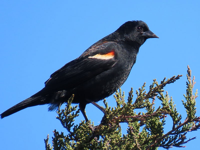 Red-winged Blackbird - ML652718614