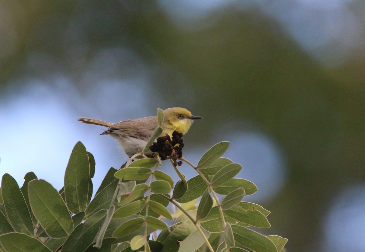 Green-capped Eremomela - ML652718616