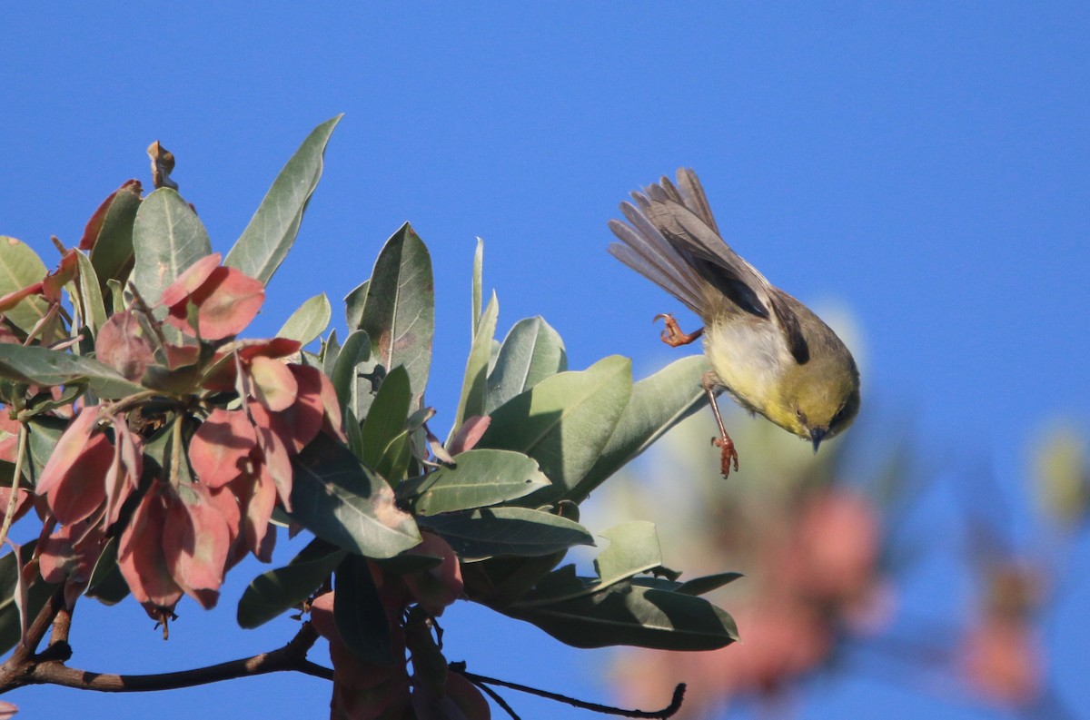 Green-capped Eremomela - ML652718617