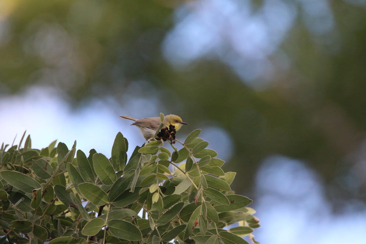 Green-capped Eremomela - ML652718619
