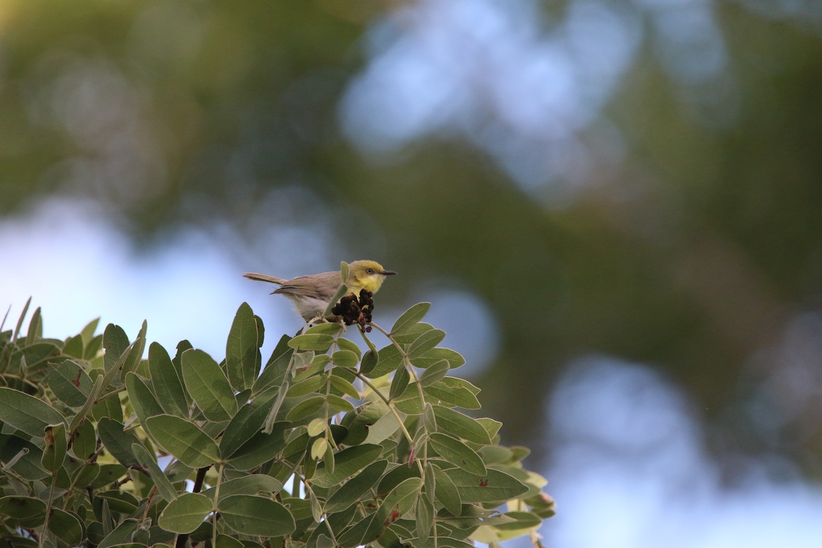 Green-capped Eremomela - ML652718620