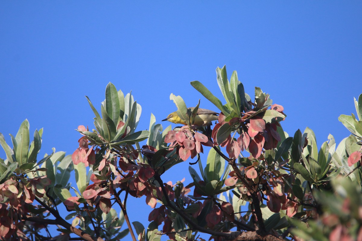 Green-capped Eremomela - ML652718622