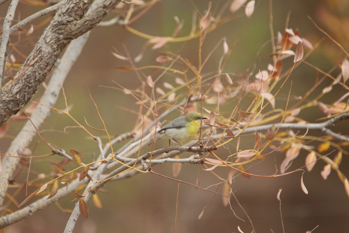 Green-capped Eremomela - ML652718624