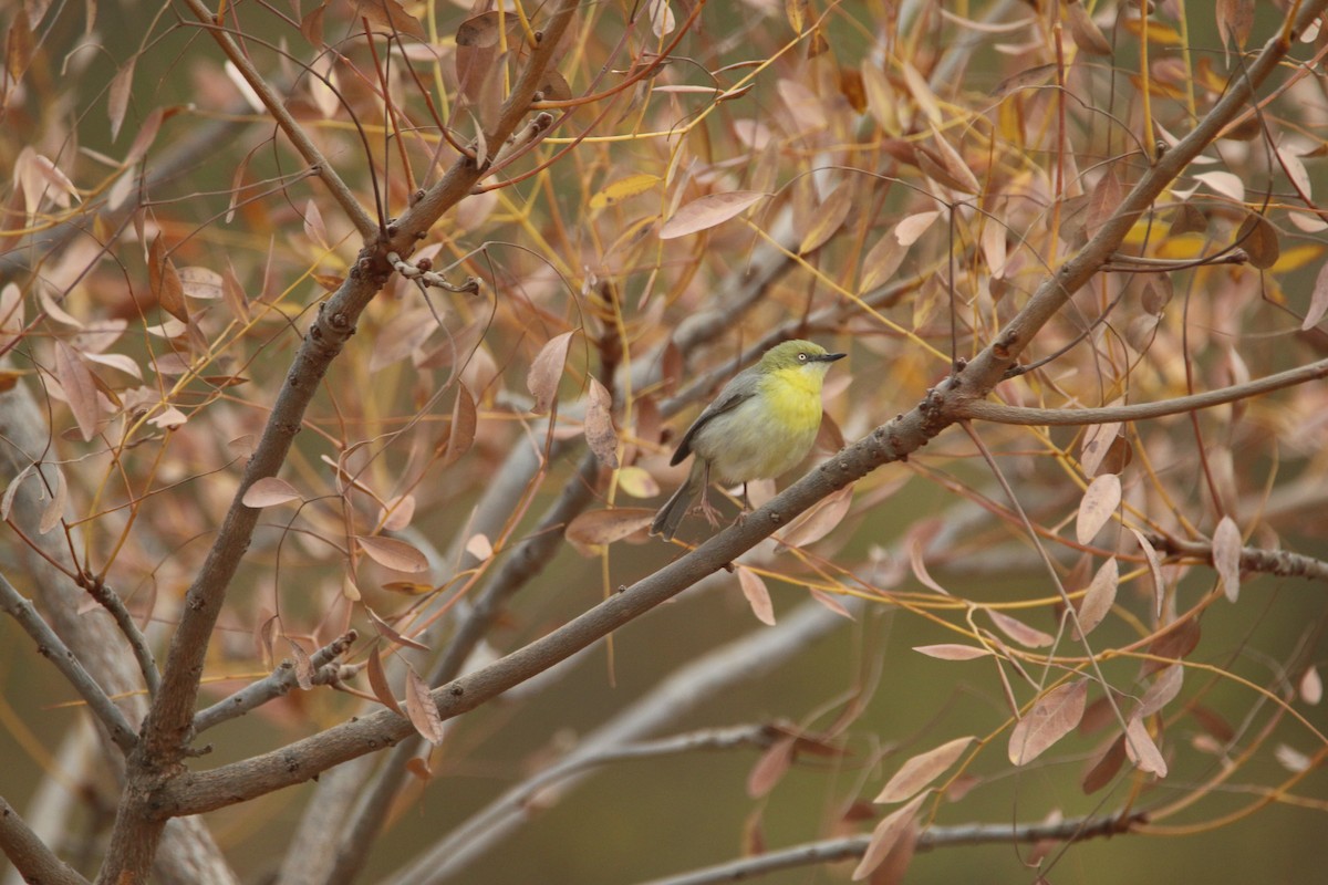 Green-capped Eremomela - ML652718626