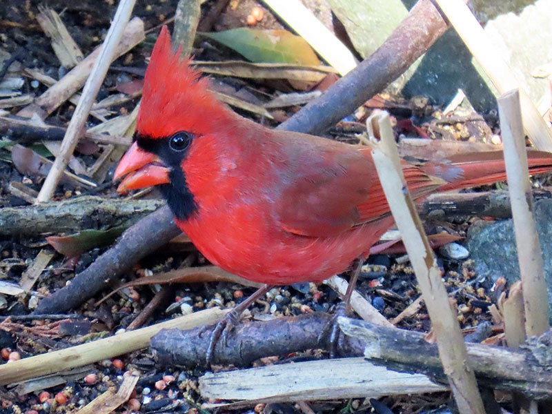 Northern Cardinal - ML652718644