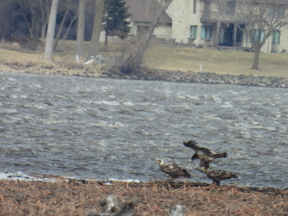 ハクトウワシ - ML652718700