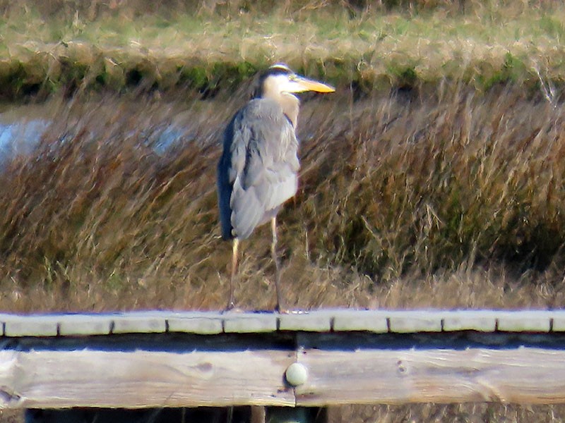 Great Blue Heron (Great Blue) - ML652718704