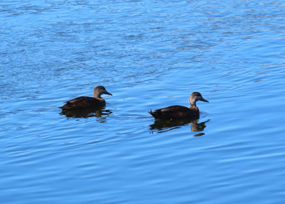 American Black Duck - ML652718734