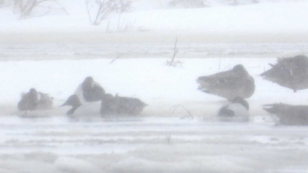 Canvasback - ML652718747