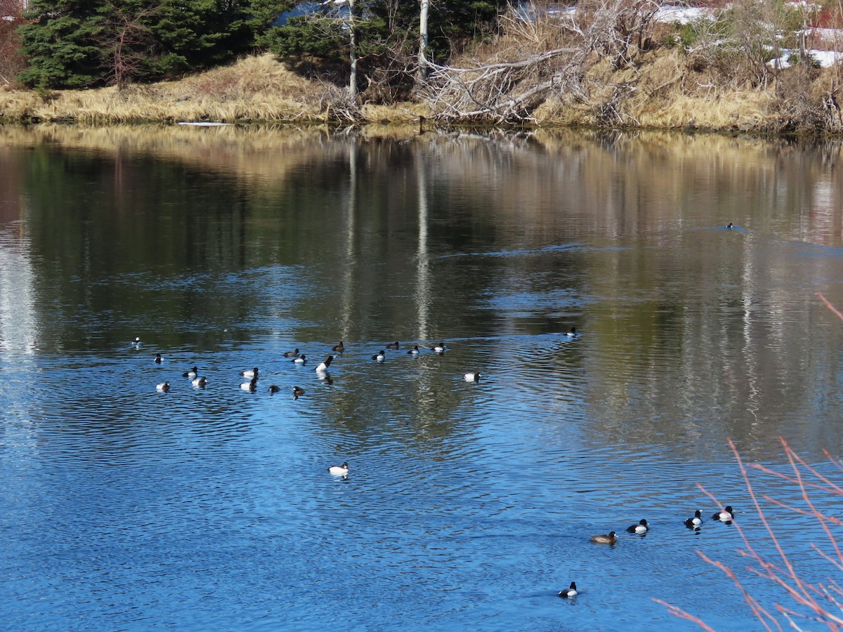 Bufflehead - ML652718789
