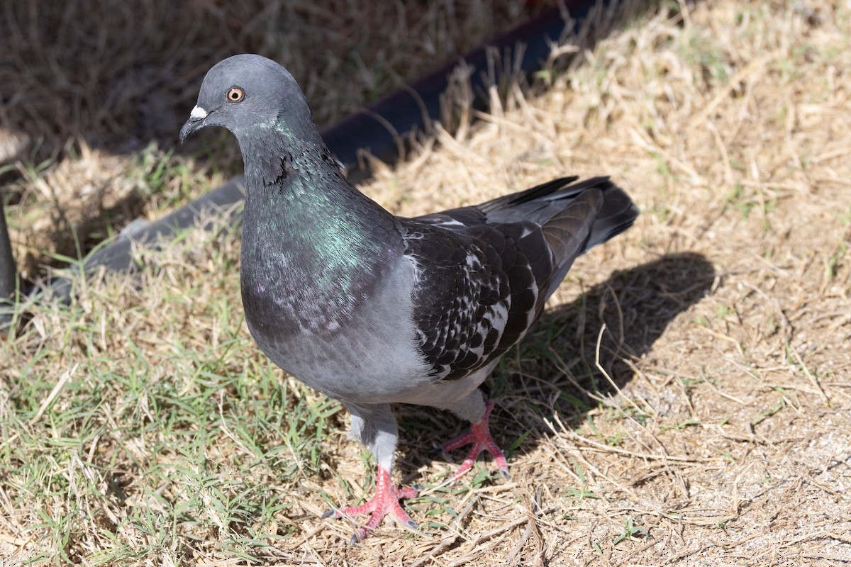 Paloma Bravía (variedad doméstica) - ML652718837