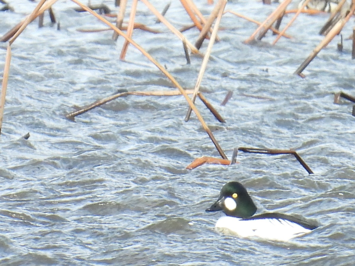 ホオジロガモ - ML652718878