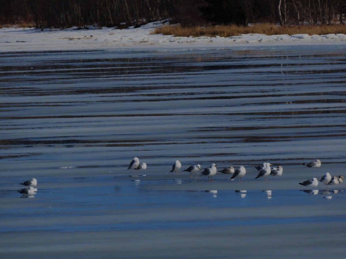 Larinae sp. - ML652718893