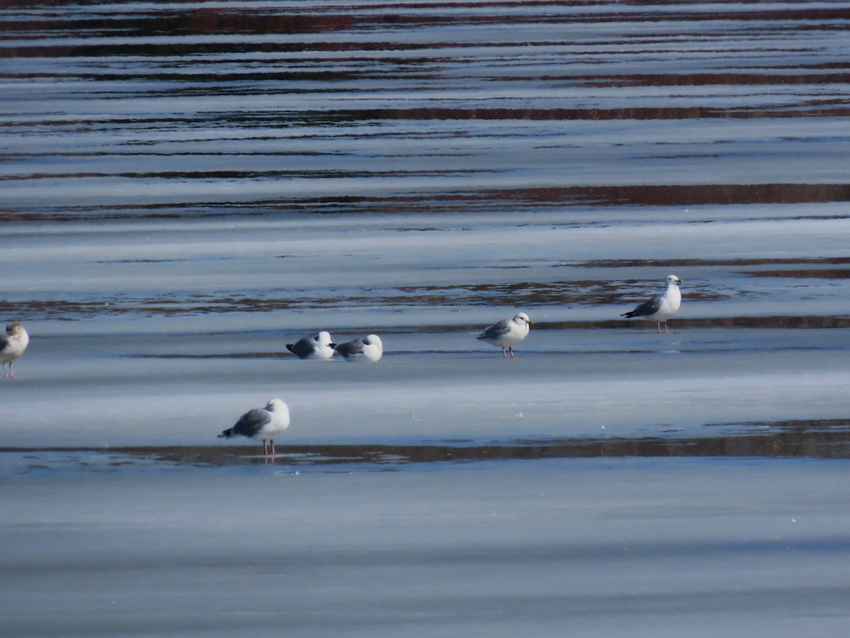 Larinae sp. - ML652718894