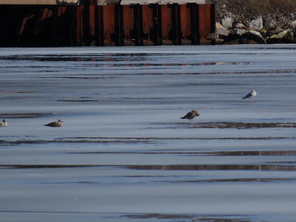 Larinae sp. - ML652718895