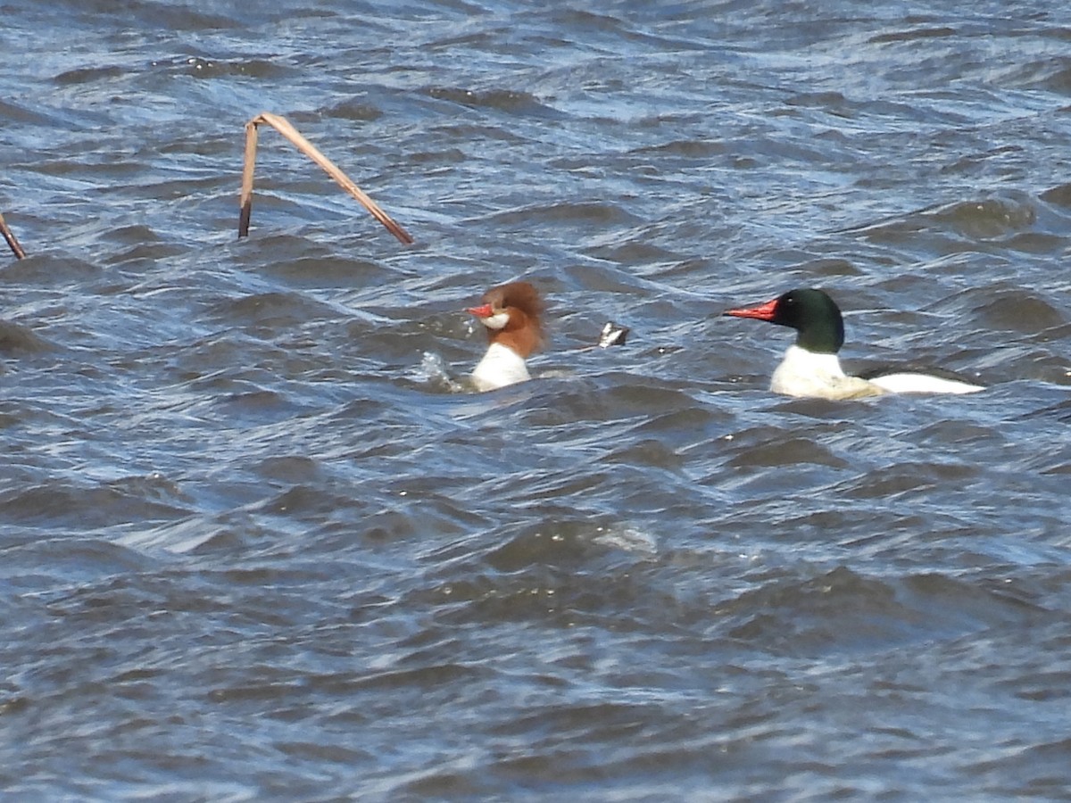 カワアイサ - ML652718898