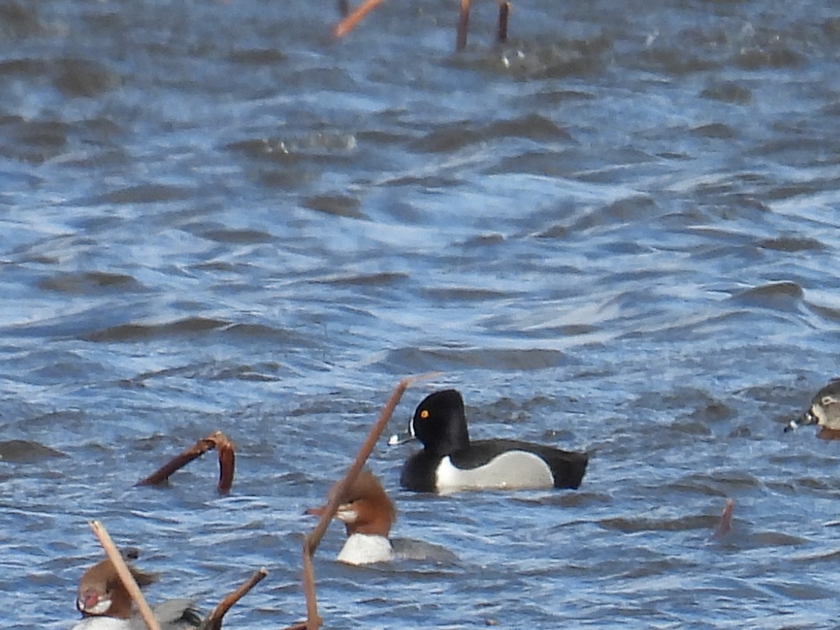 クビワキンクロ - ML652718927