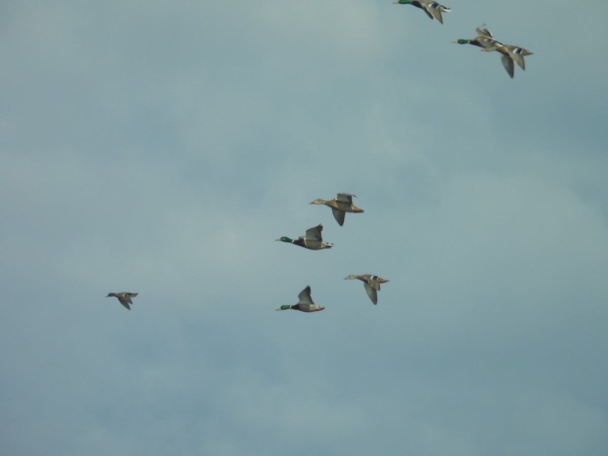 マガモ - ML652719045