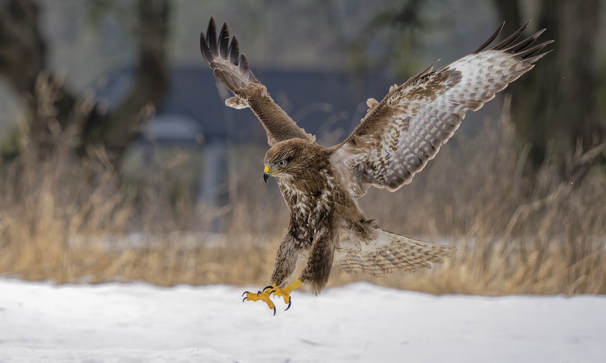 ヨーロッパノスリ - ML652719070