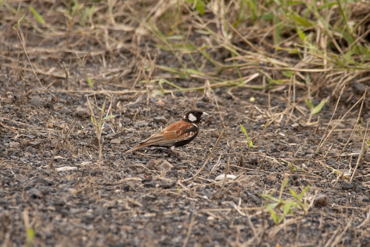 Chestnut-backed Sparrow-Lark - ML652719087
