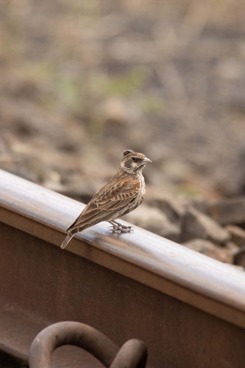 Chestnut-backed Sparrow-Lark - ML652719088