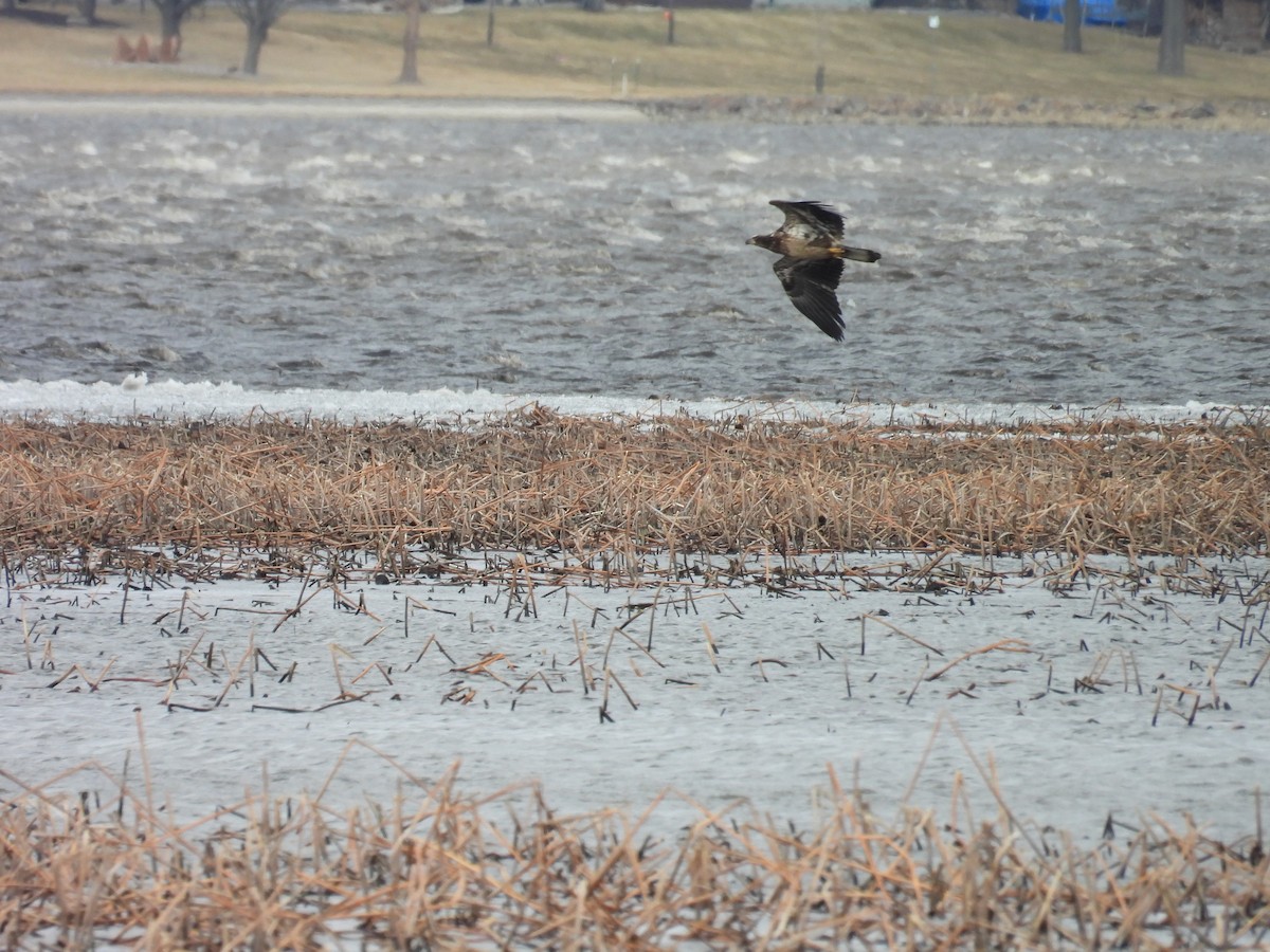 ハクトウワシ - ML652719142