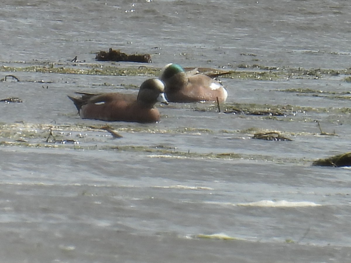 アメリカヒドリ - ML652719284