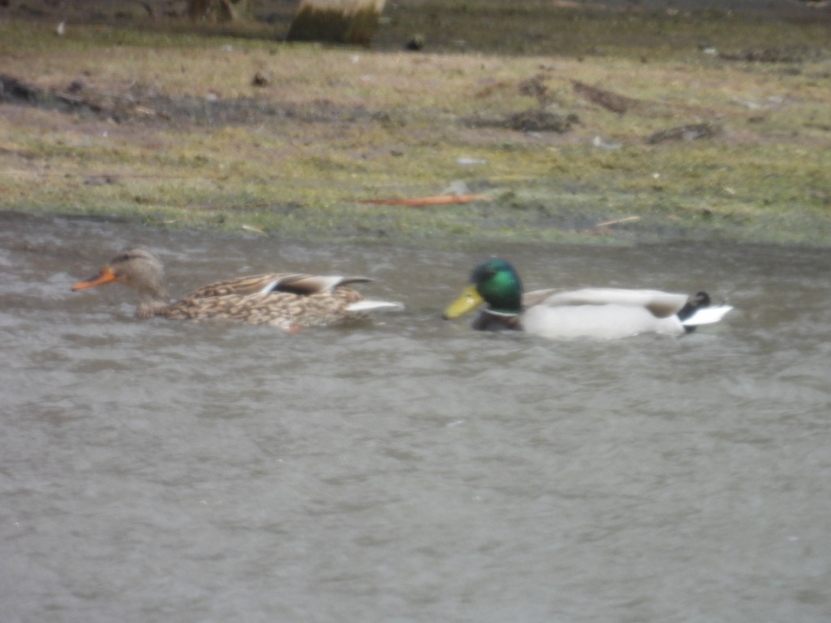 マガモ - ML652719319