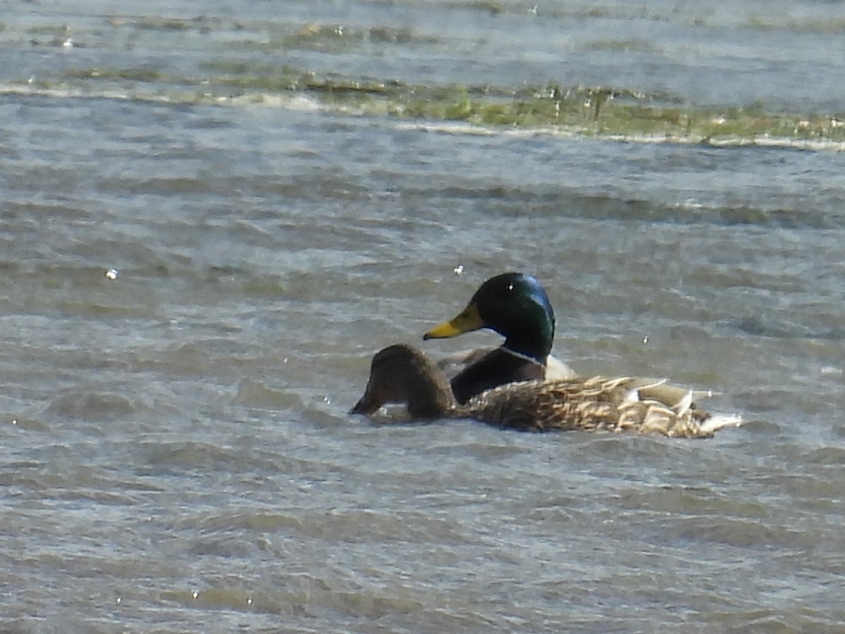 マガモ - ML652719336