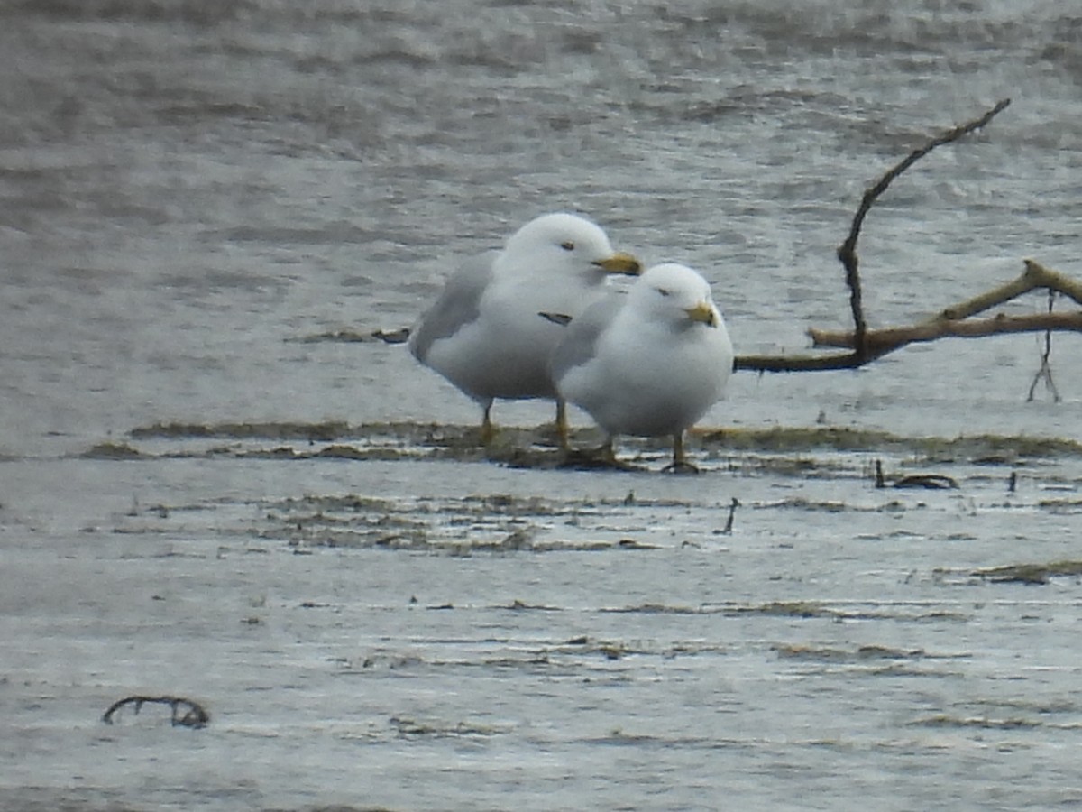 クロワカモメ - ML652719356