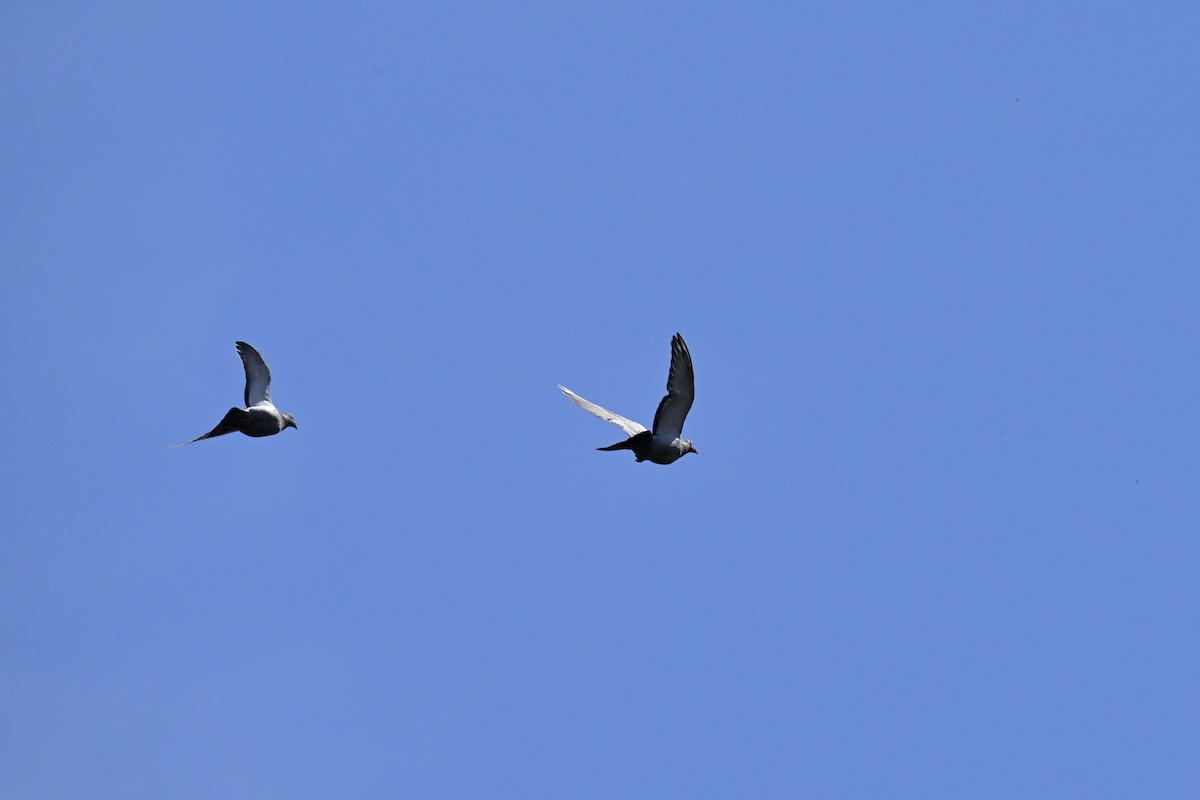 Paloma Bravía (variedad doméstica) - ML652719422