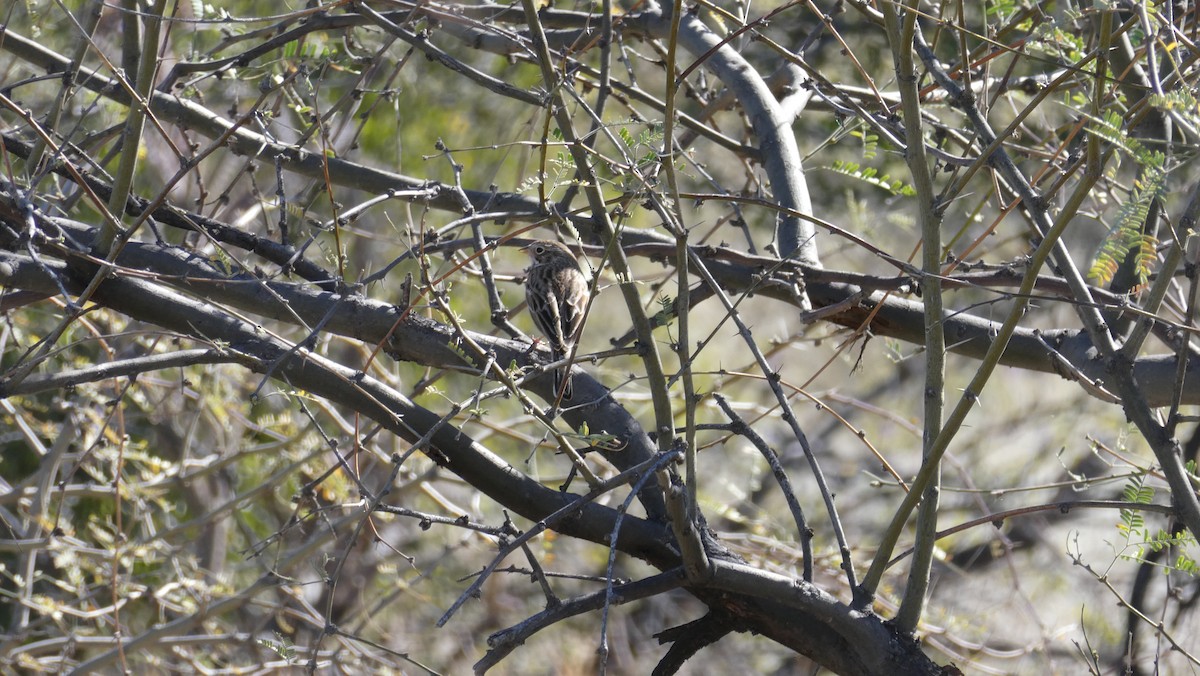 Vesper Sparrow - ML652719610