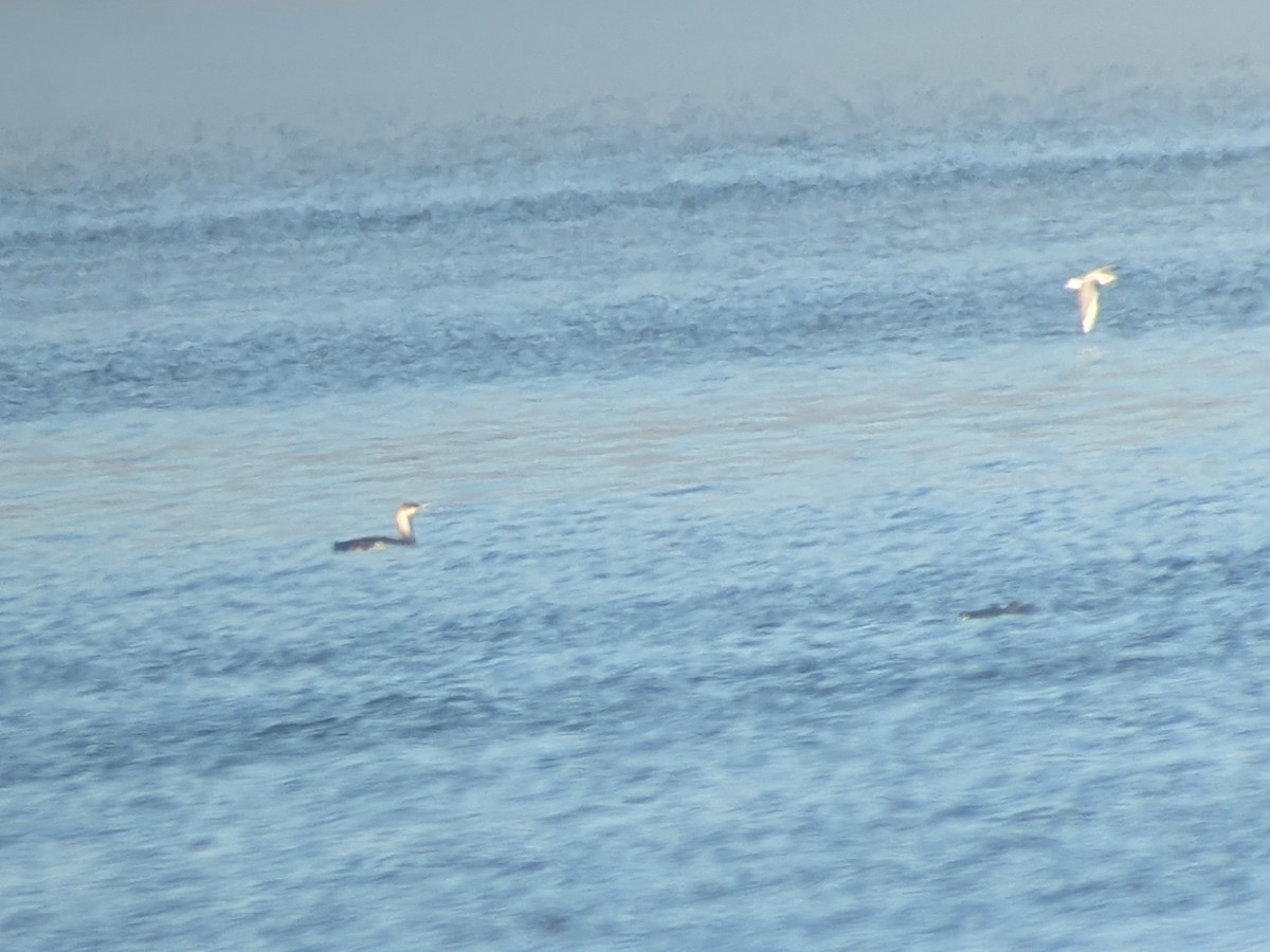 Улаан гүеэт гахууна - ML652719626