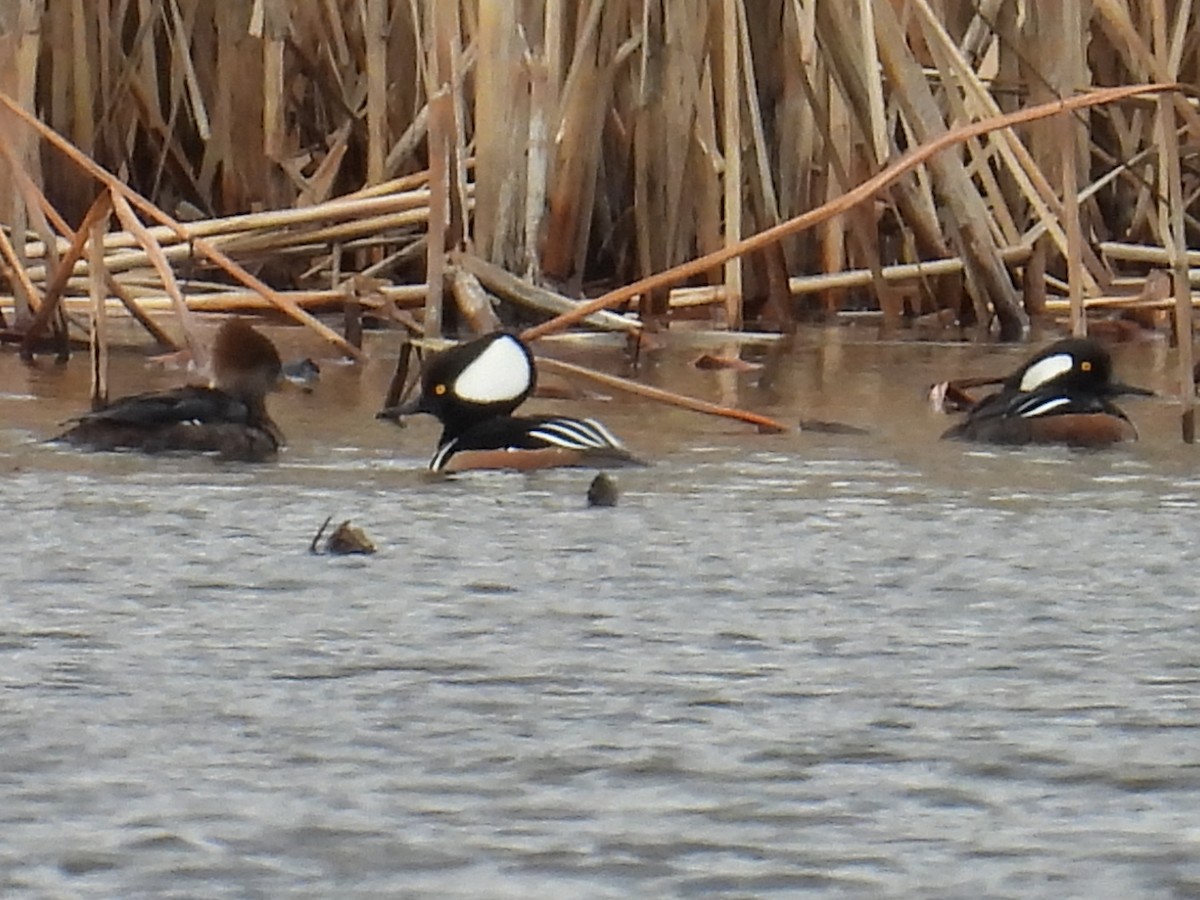 オウギアイサ - ML652719627