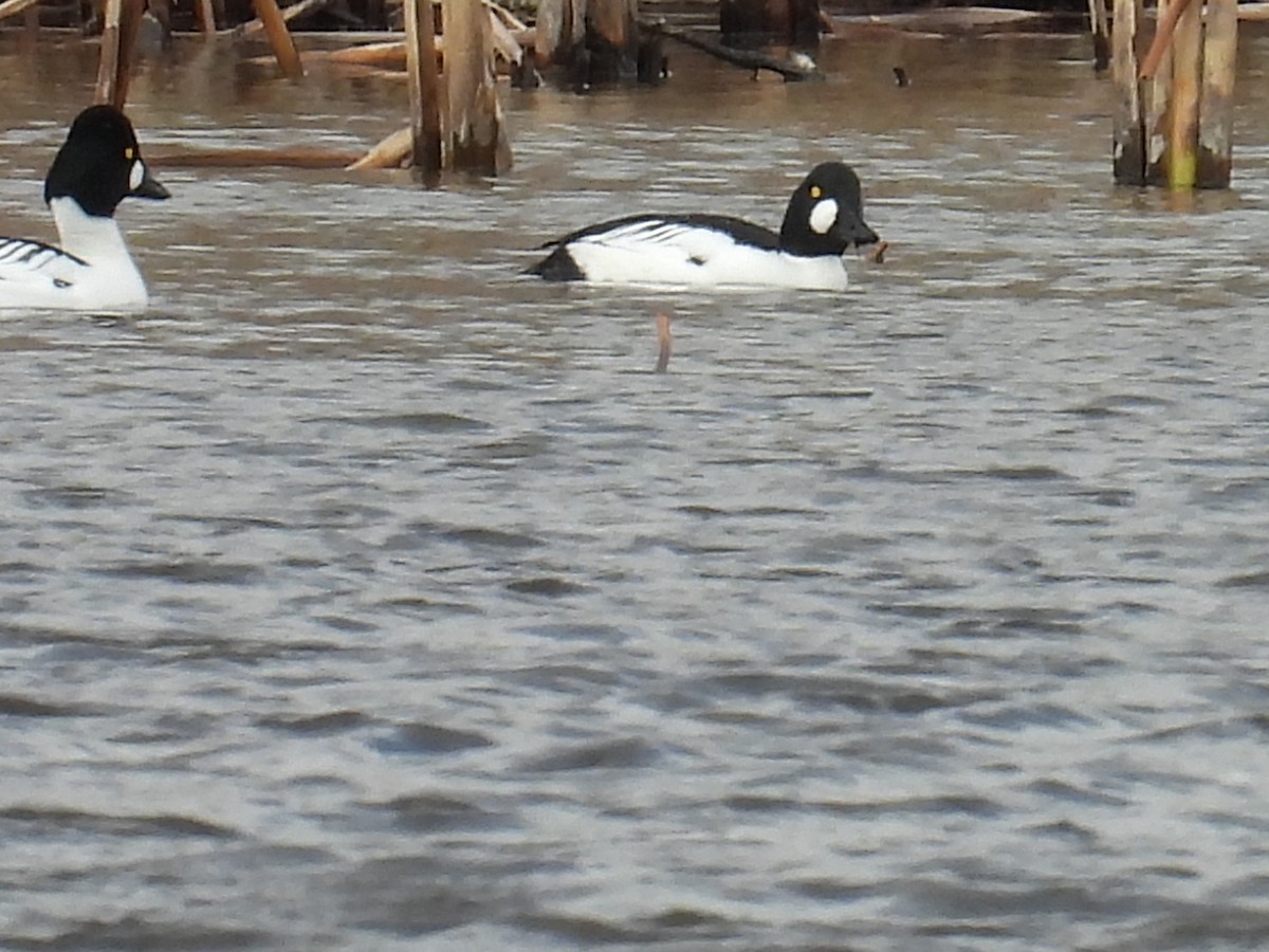 ホオジロガモ - ML652719646