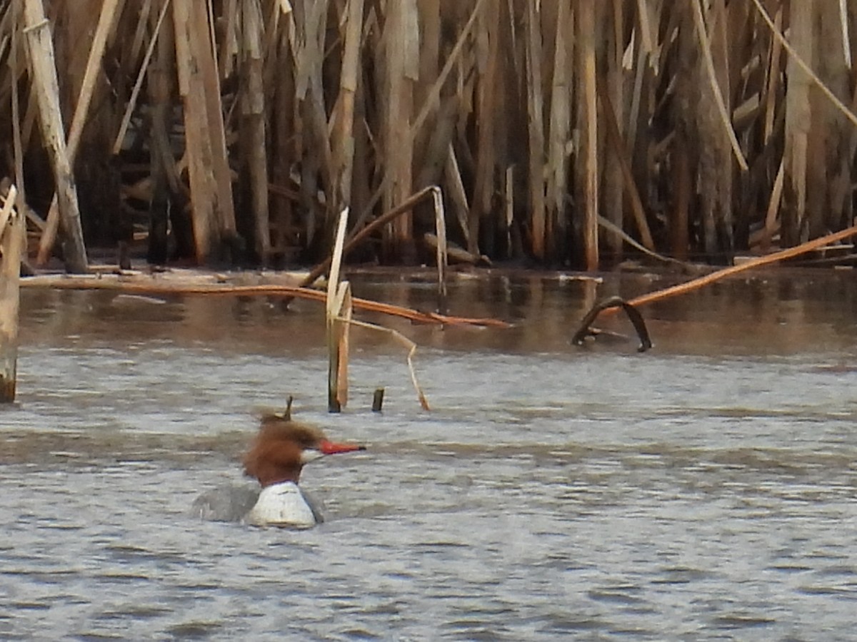 カワアイサ - ML652719689