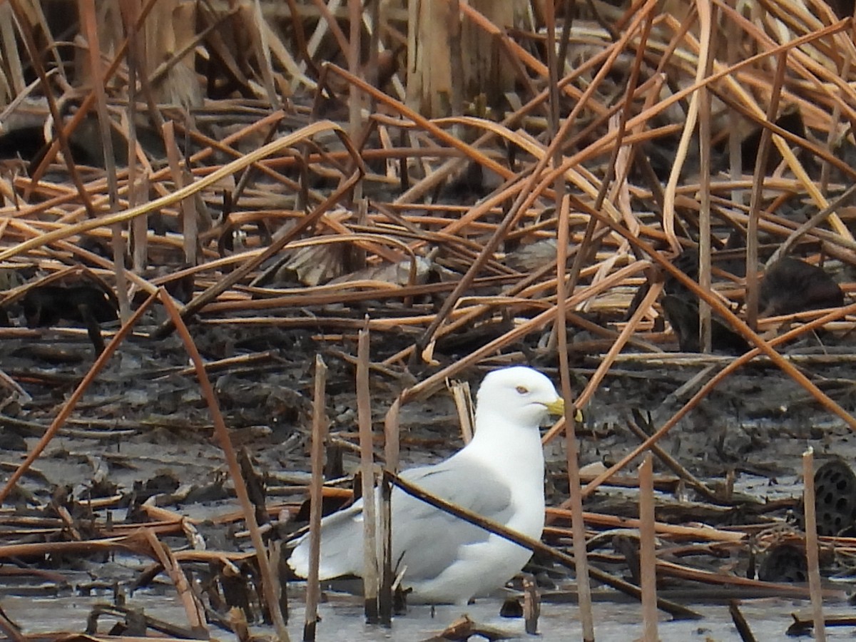 クロワカモメ - ML652719700