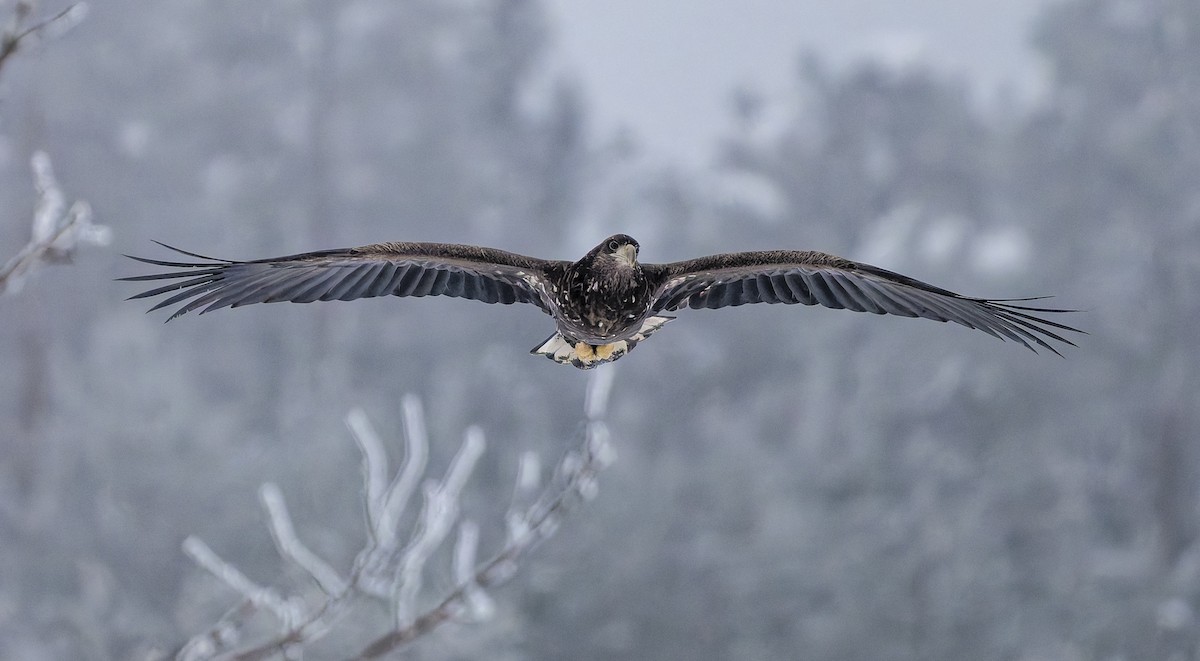 オジロワシ - ML652719808