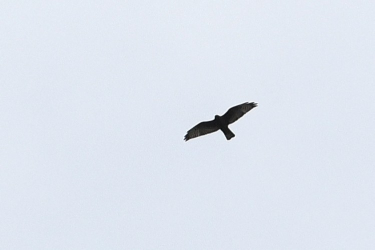 Broad-winged Hawk - ML652720112